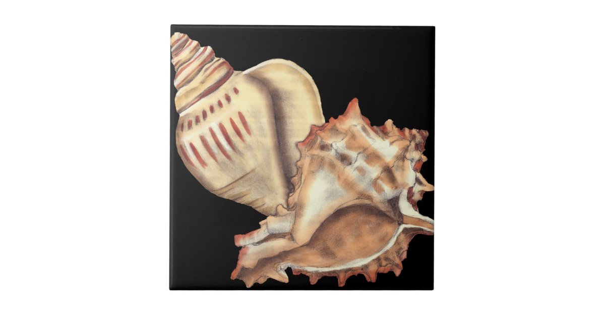 Artistic Conch Shells Ceramic Tile | Zazzle