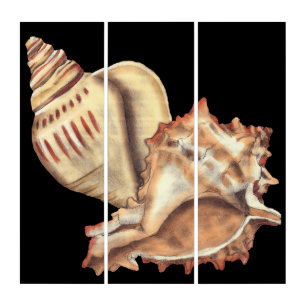 Artistic Conch Shells Triptych