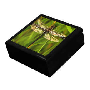 Artistic Dragonfly In Brown And Yellow On Green Gift Box