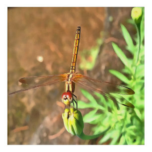 Artistic Dragonfly Resting On A Flower Head Acrylic Print