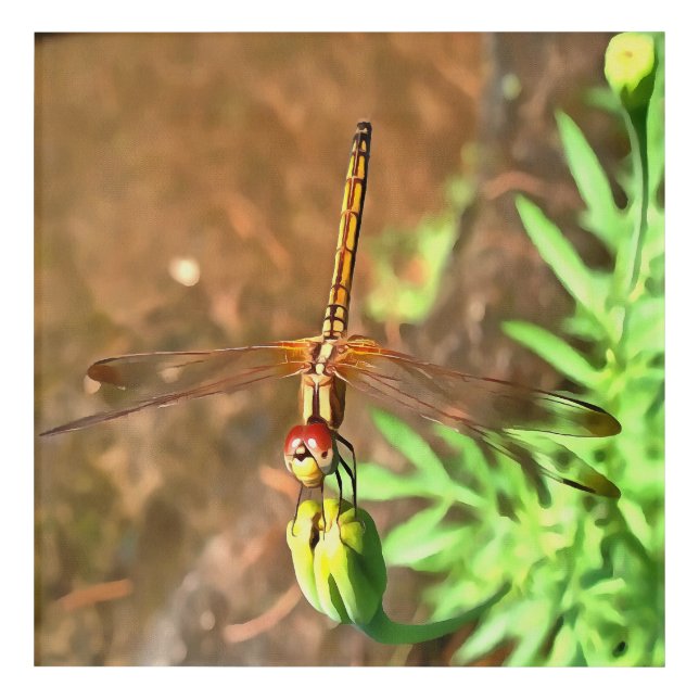 Artistic Dragonfly Resting On A Flower Head Acrylic Print (Front)