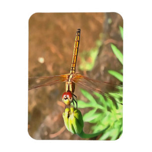 Artistic Dragonfly Resting On A Flower Head Magnet