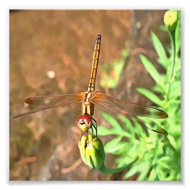 Artistic Dragonfly Resting On A Flower Head Photo Print (Front)
