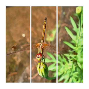 Artistic Dragonfly Resting On A Flower Head Triptych