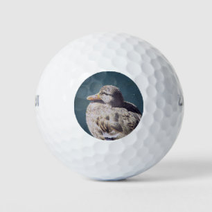 Artistic Female Mallard Duck Relaxes Blue Water Golf Balls