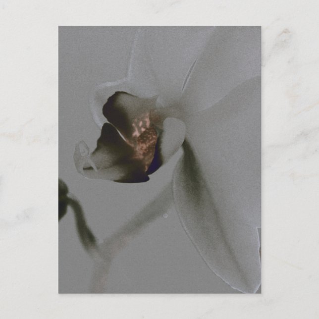 Artistic Flower in Grey Tones Postcard (Front)