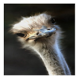 Artistic Ostrich Portrait With Goofy Expression Acrylic Print