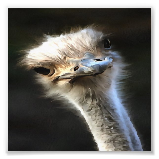 Artistic Ostrich Portrait With Goofy Expression Photo Print (Front)
