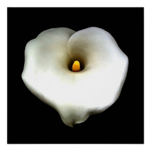 Artistic Single Heart Shaped Calla Lily Isolated Poster