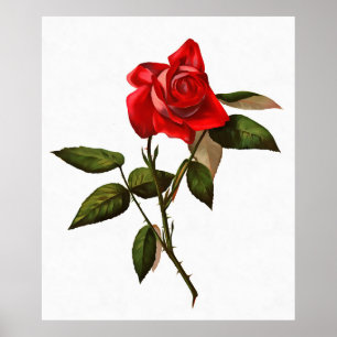 Artistic Single Stem Red Rose Poster