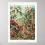Artistic Vintage Illustration Nature Ernst Haeckel Poster