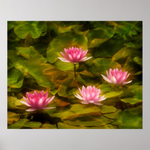 Artistic water lilies, California Poster