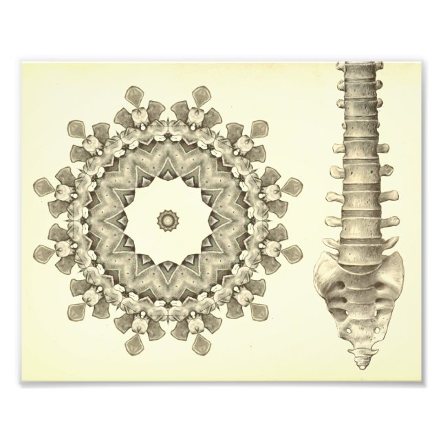 Artwork of the Lumbar Spine Chiropractic Photo Print (Front)