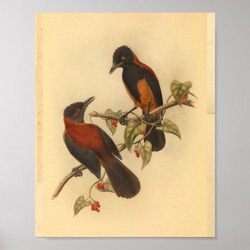 Aru Island Wood Shrike Red Black Bird Print