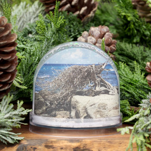 Aruba Divi Divi Tree And Ocean Snow Globe