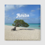 Aruba Divi Divi Tree Magnet