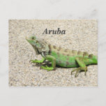 Aruba Green Iguana Postcard