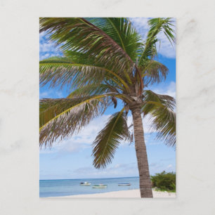 Aruba, palm tree on beach postcard