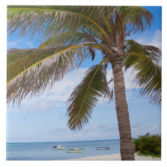 Aruba, palm tree on beach tile (Front)