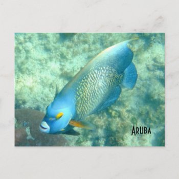 Aruba Underwater Photo Of Fish Postcard by Scotts_Barn at Zazzle