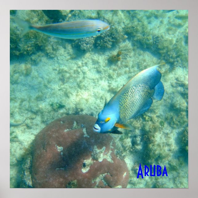 Aruba Underwater photo of Fish Poster (Front)