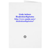 Aruba windmill (Back)