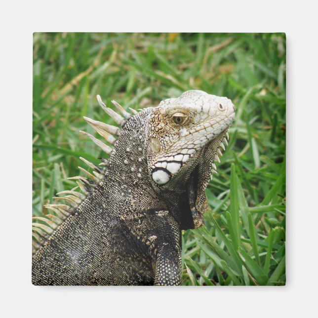 Aruban Lizard Magnet (Front)