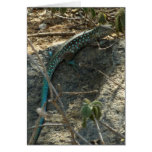 Aruban Whiptail Lizard Tropical Animal Photography Card