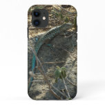 Aruban Whiptail Lizard Tropical Animal Photography iPhone 11 Case