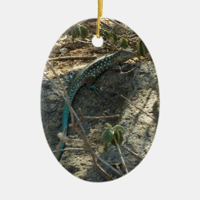 Aruban Whiptail Lizard Tropical Animal Photography Ceramic Ornament (Front)