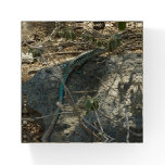 Aruban Whiptail Lizard Tropical Animal Photography Paperweight