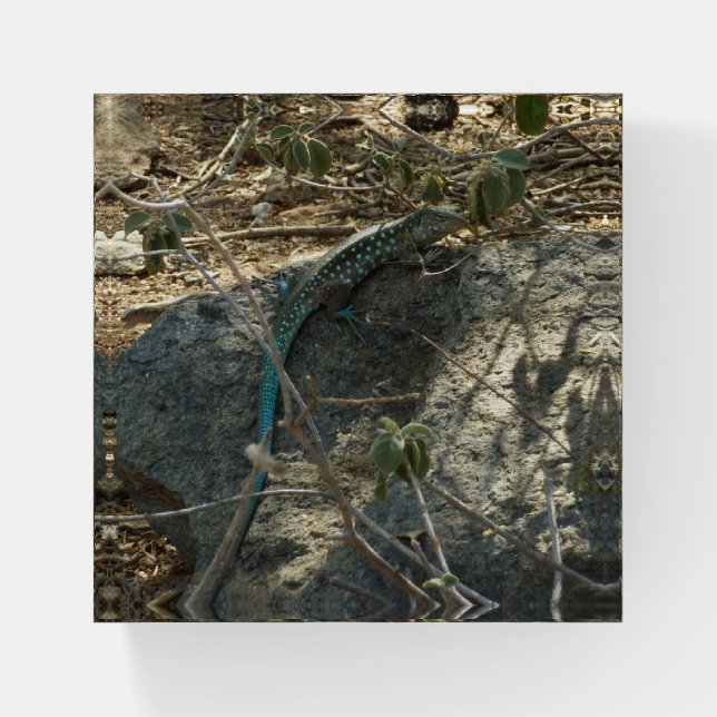 Aruban Whiptail Lizard Tropical Animal Photography Paperweight (Front)
