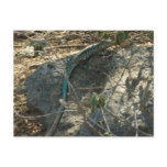 Aruban Whiptail Lizard Tropical Animal Photography Postcard