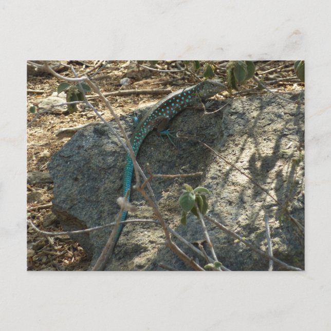 Aruban Whiptail Lizard Tropical Animal Photography Postcard (Front)
