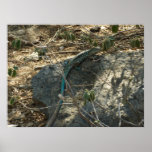 Aruban Whiptail Lizard Tropical Animal Photography Poster