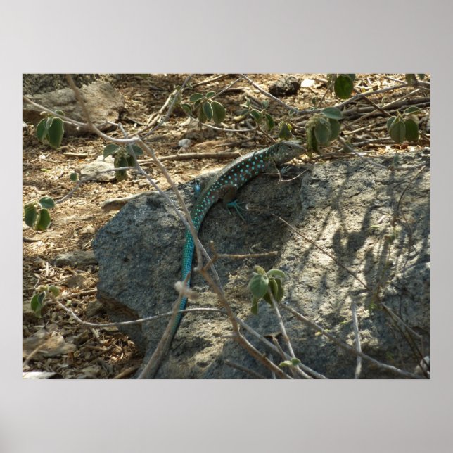 Aruban Whiptail Lizard Tropical Animal Photography Poster (Front)