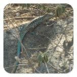 Aruban Whiptail Lizard Tropical Animal Photography Square Sticker