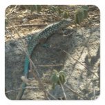 Aruban Whiptail Lizard Tropical Animal Photography Square Sticker