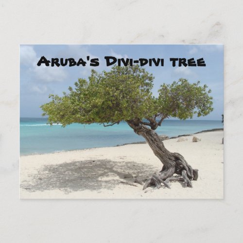 Arubas Divi_divi tree postcard