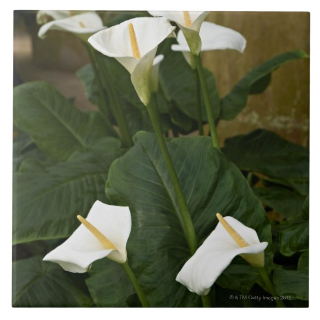 Arum or calla lilies, Zantedeschia aethiopica, Ceramic Tile (Front)
