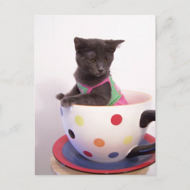 arys kitten postcard (Front)