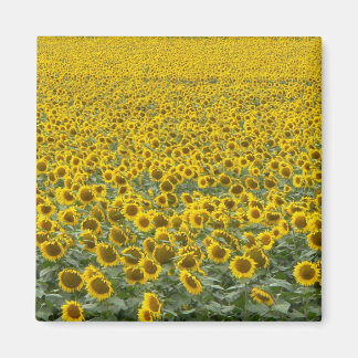 As Far as the Eye Can See Magnet