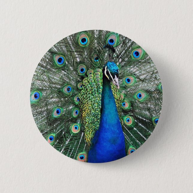 As Proud as a Peacock Button (Front)