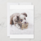 AS red merle puppy (Front)