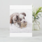 AS red merle puppy (Standing Front)