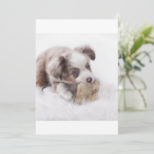 AS red merle puppy (Standing Front)