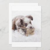 AS red merle puppy (Front/Back)