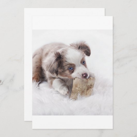 AS red merle puppy (Front/Back)