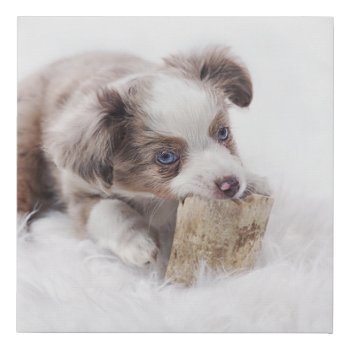 As Red Merle Puppy Faux Canvas Print by BreakoutTees at Zazzle