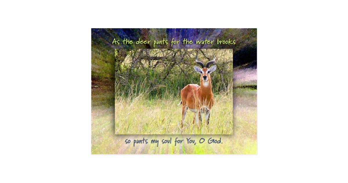 As The Deer Pants For The Water Brooks Postcard